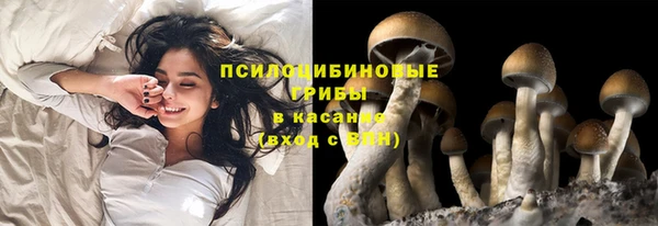 хмурый Аркадак
